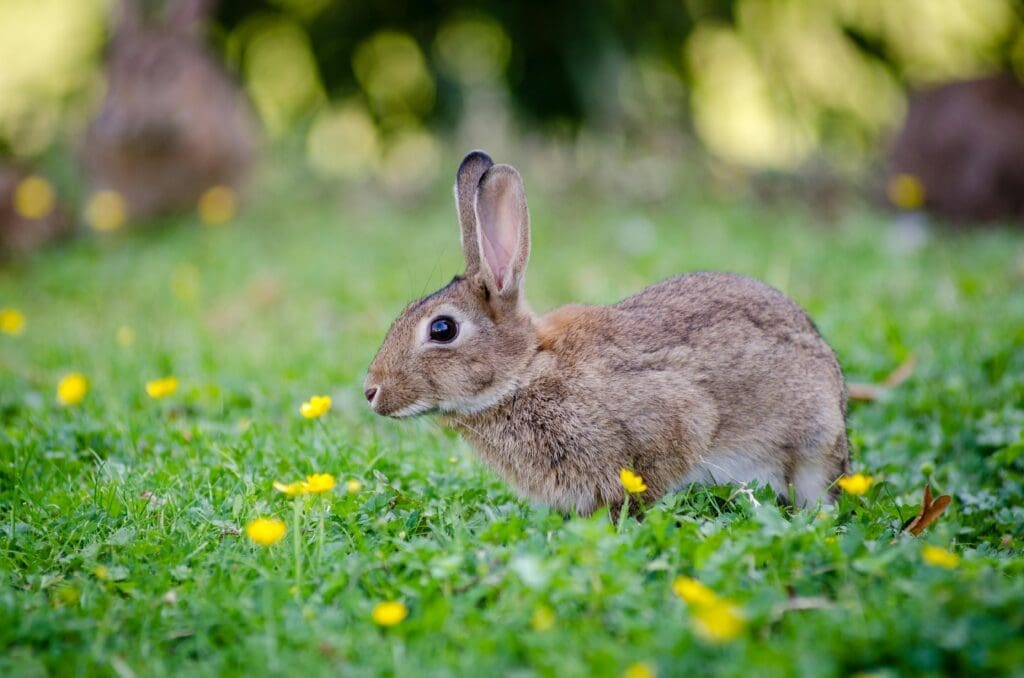 A cute rabbit in a grassy field with yellow flowers, ideal for nature and animal enthusiasts.